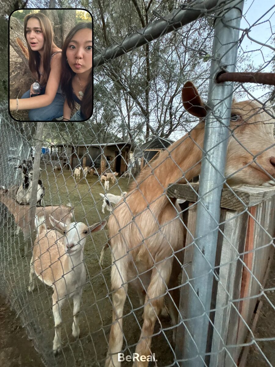 Goats crowding a chain-link fence at a farm